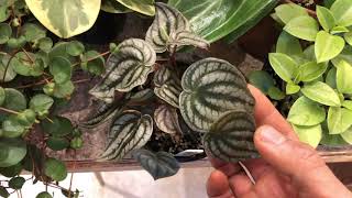 Peperomia Collection [upl. by Froh]