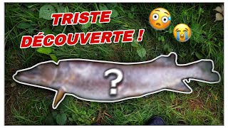 MACABRE découverte en pêchant le brochet  BROCHET RECORD 1m15 [upl. by Inilahs]