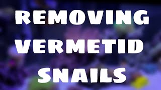 How to remove Vermetid Snails [upl. by Ilyssa988]