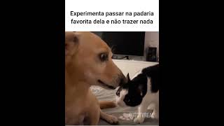 Não trouxe nada da padaria e arrumou uma DR memes animaisdublados humor pets [upl. by Dougie]