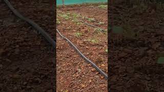 Drip Irrigation for open field Vegitables Okra youtubeshorts Irrigation kerala mangalore karla [upl. by Jarret]