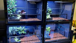 PVC Enclosure Green tree pythons [upl. by Yeorgi162]