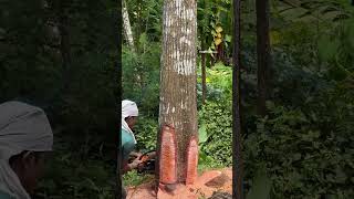 TREE CUTTING 🌸 malayalam woodworking treecutting [upl. by Illoh]