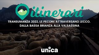 ITINERARI TRANSUMANZA 2022 LE PECORE ATTRAVERSANO LECCO DALLA BASSA BRIANZA ALLA VALSASSINA [upl. by Slack]