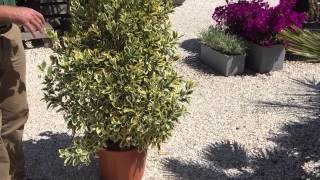 Euonymus “Variagata”– Providing A Year Round Color To Your Garden [upl. by Yesiad732]