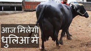 Jafarabadi buffalo available for sale at today 21 August 2018 Dhulia Mandi Maharashtra [upl. by Annmarie]