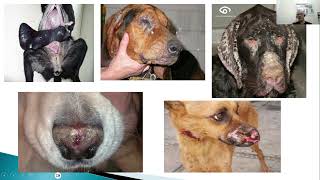 Leishmaniasis canina Diagnostico y tratamiento en perros [upl. by Atsejam]