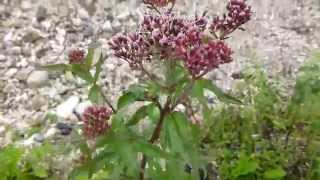 Wasserdost Eupatorium cannabinum [upl. by Fredel]