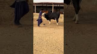 Black panda 🐼 walking qurbani session 2k25 collection youtubeshorts cow cowbeauty myvideo [upl. by Bohlen]