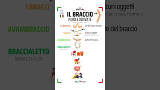 🇮🇹SHORT ITALIAN LESSONS  Livello Intermedio✳️BRACCIO  Parole derivate ✳️ short italianlessons [upl. by Wiley]