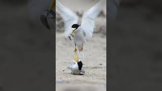 Beautiful Birds Dance With Partner 1 M views shorts viralvideo trending [upl. by Eiblehs]