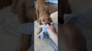 Red Golden Retriever 5 months old playing puppy goldenretriever Golden dog dogs [upl. by Yrrap]