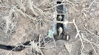 Combat Footage  Drone DESTROYS Russian Trench [upl. by Bornstein140]