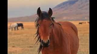 Deerwood Ranch Wild Horse Eco Sanctuary w music [upl. by Jelsma90]