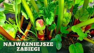 Jak nawozić rabarbar czy usuwać kwiatostan przy rabarbarze jak zadbać o rabarbar wiosną [upl. by Naeroled]