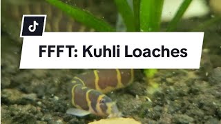 Fast Fish Facts and Tips Kuhli Loaches [upl. by Ney]