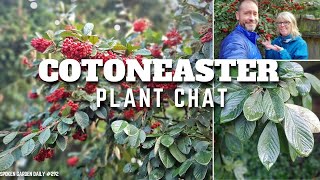 😀 Cotoneaster Plant Chat  SGD 292 😀 [upl. by Ecissej128]