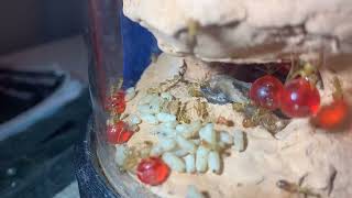 Timelapse of a Myrmecocystus mexicanus ant pupae pile [upl. by Anila]