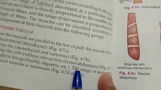 fascicular architecture of muscles  bd chaurasia [upl. by Yelekalb]
