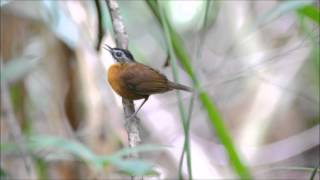 Blackcapped Babbler [upl. by Dredi]