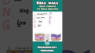 Gram Positive vs Gram Negative Cell Walls  Mnemonics for usmle neetpg inicet nclex biology [upl. by Alyehc322]