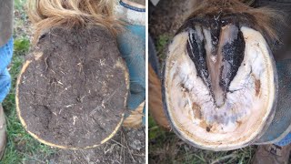 Horse Hoof RESTORATION  Satisfying  HORSE HOOF TRIMMING [upl. by Mersey]