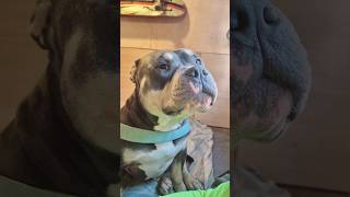 Very emotional POCKET BULLY hahah pocketbully dog [upl. by Surad]