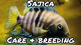 Sajica Cichlid  Care amp Breeding [upl. by Sabanrab]