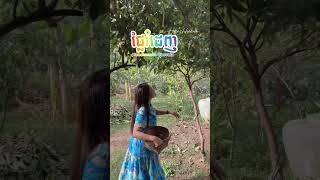 ផ្លែរំដេញ Planchonella Obovata youtubeshorts [upl. by Eiramanig870]