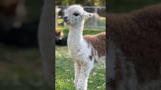 Alpaca Dolce Luna at Little Valley Farm Alpaca Farm Hunter Valley alpacas [upl. by Martita56]