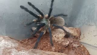 Monocentropus balfouri Haltung [upl. by Ellehcim465]