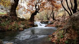 Guided Meditation for Anxiety and Stress Leaves on a Stream [upl. by Yroggerg5]