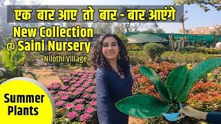 Saini Nursery Visit  Nilothi Village  New summer collection of permanent summer Plants [upl. by Nim195]