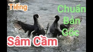 Tiếng Sâm Cầm Mồi Chuẩn Tiếng Sâm Cầm Gọi Bầy Chuẩn Nhất Hiện Nay [upl. by Nairret]