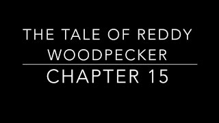 The Tale of Reddy Woodpecker Chapter 15  Childrens Classic Audio Books [upl. by Chaffin649]