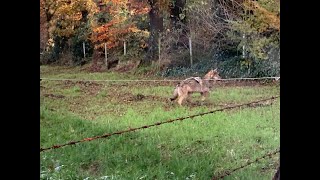 Verletztes wolfsähnliches Tier zwischen Schermbeck und Erle gesichtet [upl. by Ariane]