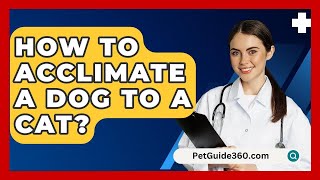 How To Acclimate A Dog To A Cat  PetGuide360com [upl. by Melli]