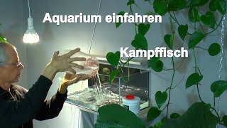 Aquarium Kampffisch Einfahren des Aquarium und Garnelenzucht [upl. by Jaella]