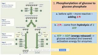 352 Glycolysis and anaerobic respiration AQA A level biology [upl. by Nosiram385]