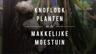 Knoflook planten in de Makkelijke Moestuin [upl. by Gerty]