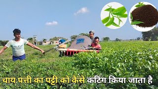 चायपट्टी का बागान से कैसे पट्टी तोड़ा जाता है full watch video [upl. by Rankin241]