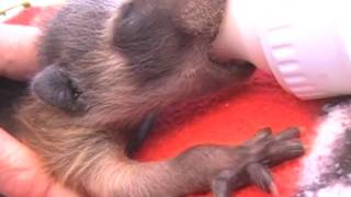 Bottlefeeding Orphaned Raccoon Babies [upl. by Vashtee]