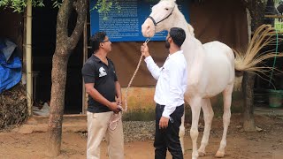 കേരളത്തിലെ ഏറ്റവും വലിയ കുതിര ഇതാണ് 💯keralas biggest horsethathamangalam horse farmagritechfarming [upl. by Holt]