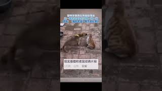 猫和老鼠现实版！猫咪 狗狗 萌宠 猫和老鼠 [upl. by Yellah]