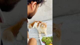 Billu sabziwala😳😳 catcomedy cat billicomedy billug catvideo sajidcat billucat [upl. by Ragse]