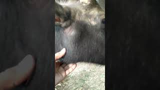 भैस के मुंह मार गीठान का होना actinomycosis in cattle animal Treatment [upl. by Lenes]