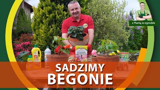 Jak sadzić begonie ciąg dalszy  Z PLANTĄ W OGRODZIE [upl. by Elsi]