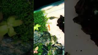 Beautiful shrimp tank setup idea 🦐short shorts shortvideo [upl. by Truitt617]