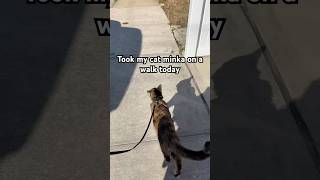 Took minka my cat on a walk today [upl. by Scottie562]