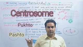 Centrioles  Centrosome  Class 11  Biology  Dr Mushtaq Pashto Lectures [upl. by Ailaro]